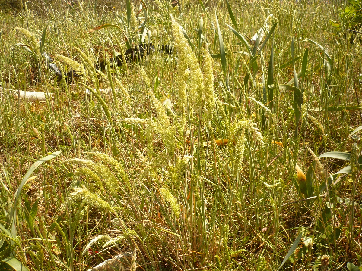 Koeleria arenaria (Poaceae)
